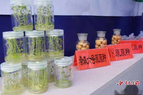 科技賦能，提質增效 中國馬鈴薯產業的主糧化之路與增值探索